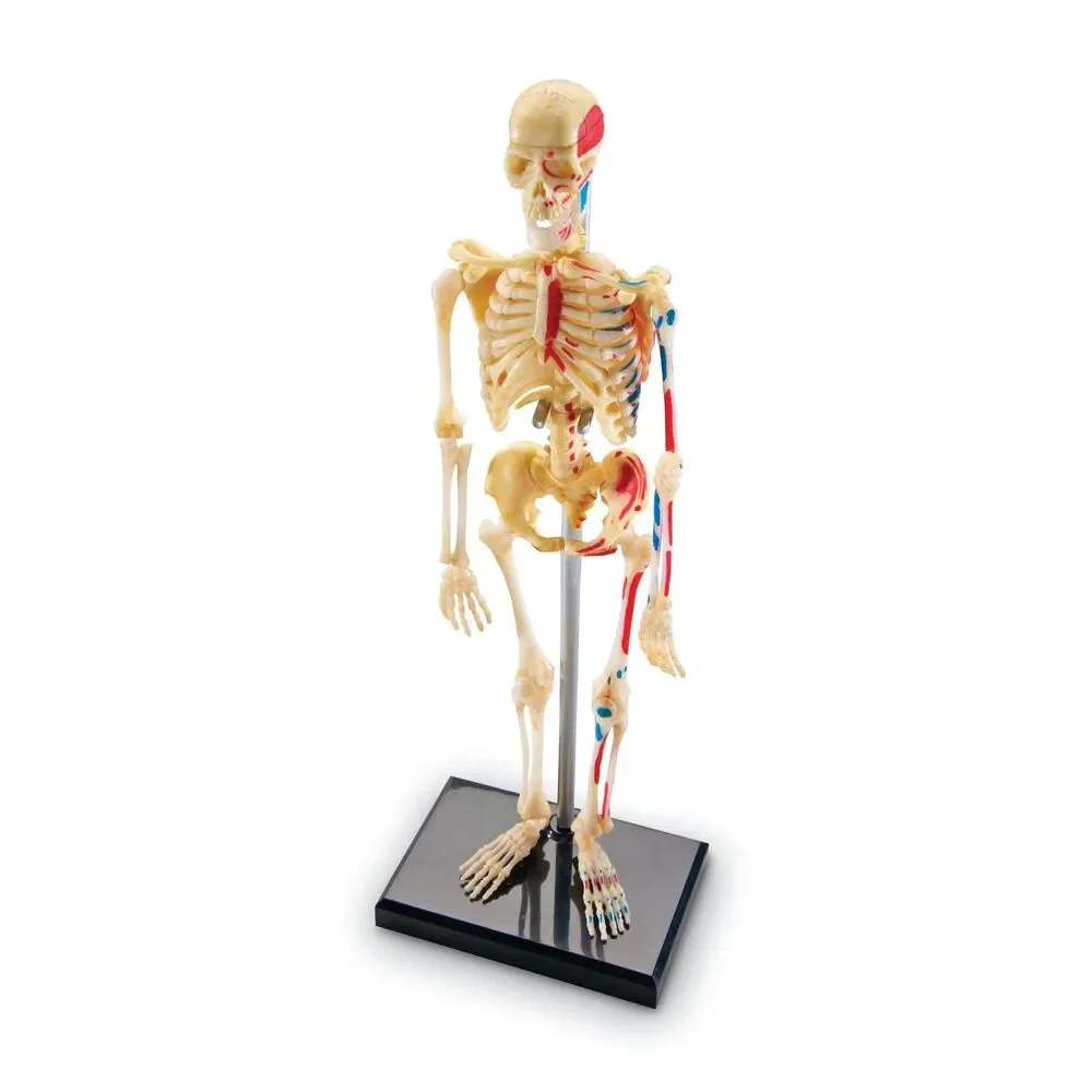 Learning Resources Mini Skeleton Model 9.2